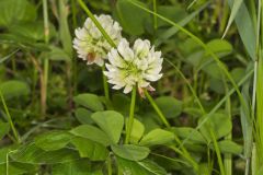 Running Buffalo Clover, Trifolium stoloniferum