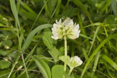 Running Buffalo Clover, Trifolium stoloniferum