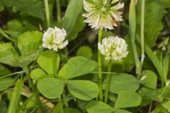 Running Buffalo Clover, Trifolium stoloniferum