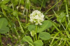 Running Buffalo Clover, Trifolium stoloniferum