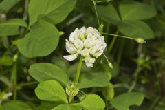 Running Buffalo Clover, Trifolium stoloniferum