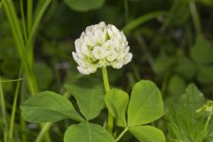 Running Buffalo Clover, Trifolium stoloniferum