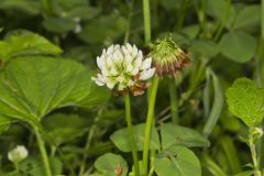 Running Buffalo Clover, Trifolium stoloniferum