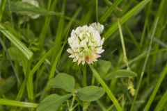 Running Buffalo Clover, Trifolium stoloniferum