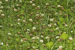 Running Buffalo Clover, Trifolium stoloniferum