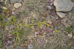 Running Clubmoss,  Lycopodium clavatum