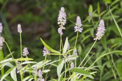 Sampson's Snakeroot, Orbexilum pedunculatum