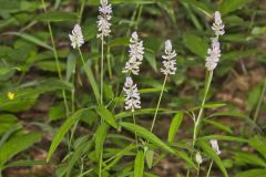 Sampson's Snakeroot, Orbexilum pedunculatum