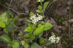 Sand Cherry, Prunus pumila