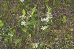 Sand Cherry, Prunus pumila