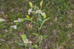 Sand Cherry, Prunus pumila