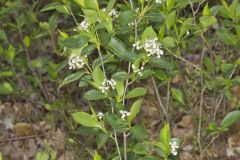 Sand Cherry, Prunus pumila