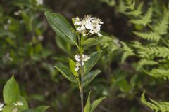 Sand Cherry, Prunus pumila