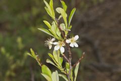 Sand Cherry, Prunus pumila