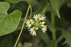 Sand Vine, Cynanchum laeve