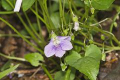 Sand Violet, Viola affinis