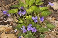 Sand Violet, Viola affinis