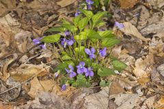 Sand Violet, Viola affinis