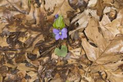 Sand Violet, Viola affinis