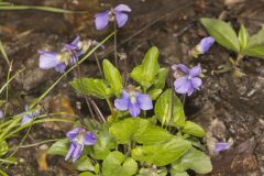 Sand Violet, Viola affinis