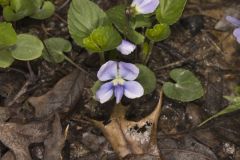 Sand Violet, Viola affinis