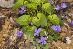 Sand Violet, Viola affinis