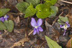 Sand Violet, Viola affinis