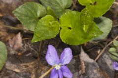 Sand Violet, Viola affinis