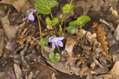 Sand Violet, Viola affinis