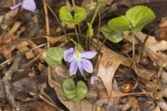 Sand Violet, Viola affinis