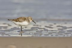 Sanderling, Calidris alba