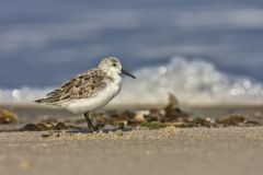 Sanderling, Calidris alba