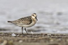 Sanderling, Calidris alba