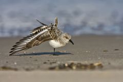 Sanderling, Calidris alba