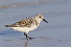 Sanderling, Calidris alba