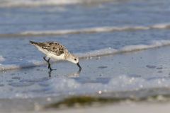 Sanderling, Calidris alba