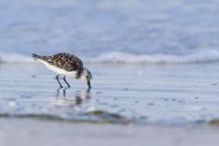 Sanderling, Calidris alba