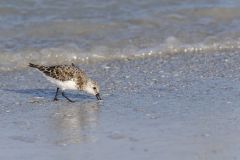 Sanderling, Calidris alba