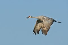 Sandhill Crane, Grus canadensis