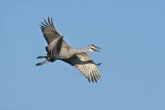 Sandhill Crane, Grus canadensis