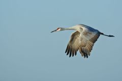 Sandhill Crane, Grus canadensis