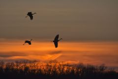 Sandhill Crane, Grus canadensis