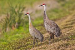 Sandhill Crane, Grus canadensis