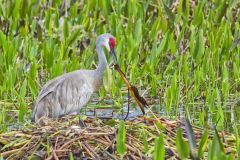 Sandhill Crane, Grus canadensis