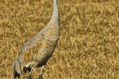 Sandhill Crane, Grus canadensis