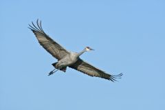 Sandhill Crane, Grus canadensis