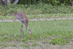 Sandhill Crane, Grus canadensis