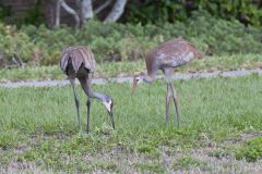 Sandhill Crane, Grus canadensis