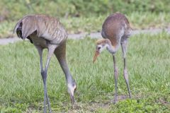 Sandhill Crane, Grus canadensis