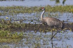 Sandhill Crane, Grus canadensis